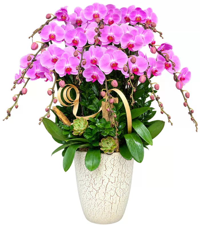 Lan hồ điệp tím hồng, sen đá