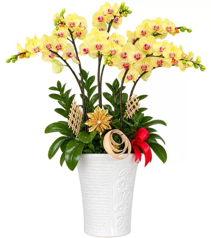 Lan hồ điệp vàng nhạt, lá xanh
