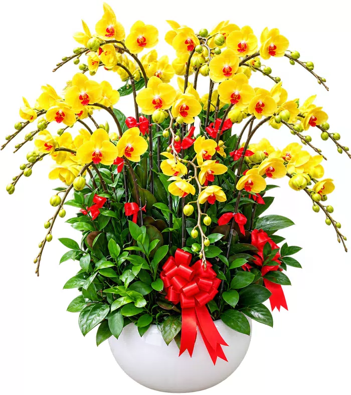 Lan hồ điệp vàng, điểm đỏ và nơ đỏ