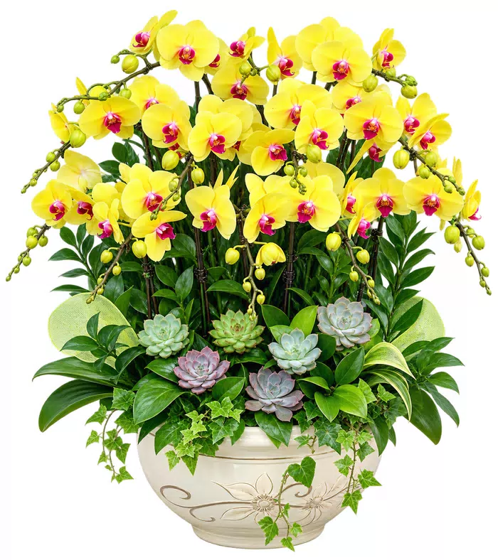 Lan hồ điệp vàng, sen đá