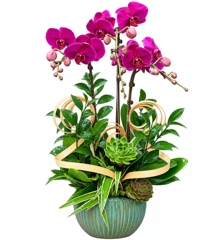 Lan hồ điệp tím đậm, sen đá và chậu xanh