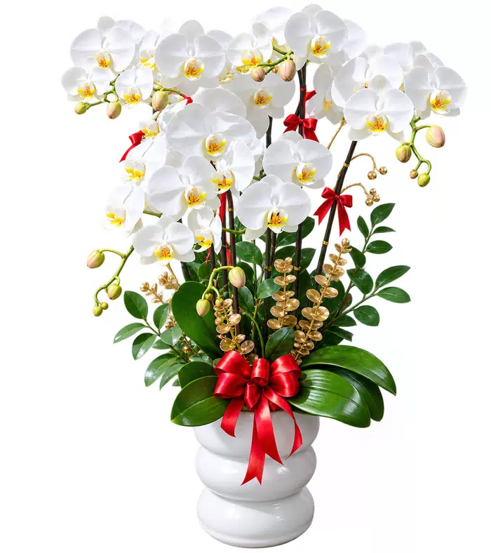 Lan hồ điệp trắng, chậu trắng và nơ đỏ