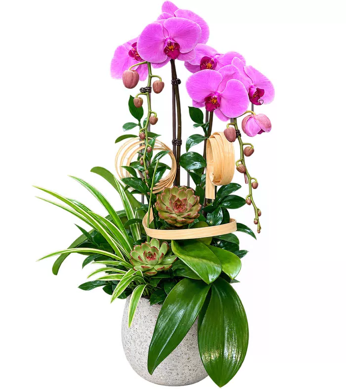 Lan hồ điệp tím hồng, dương xỉ và chậu trắng