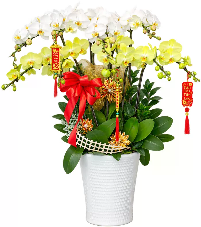 Lan hồ điệp trắng vàng, chậu trắng và nơ đỏ