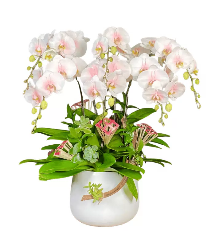 Lan hồ điệp trắng phớt hồng