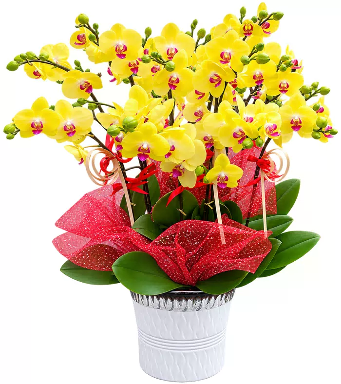 Lan hồ điệp vàng, giấy lưới đỏ