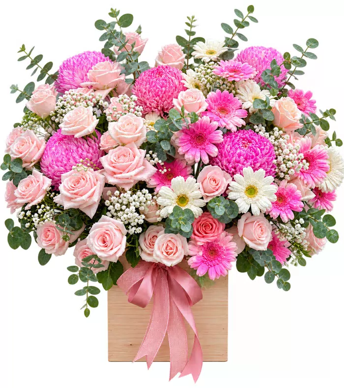 Hộp cúc hồng phối hồng phấn