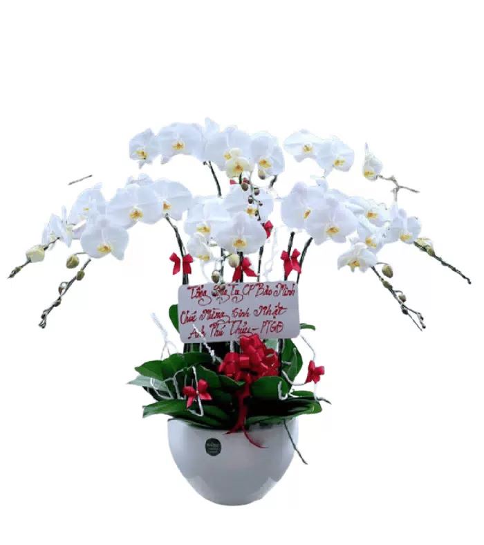 Lan hồ điệp trắng, hoa hồng đỏ