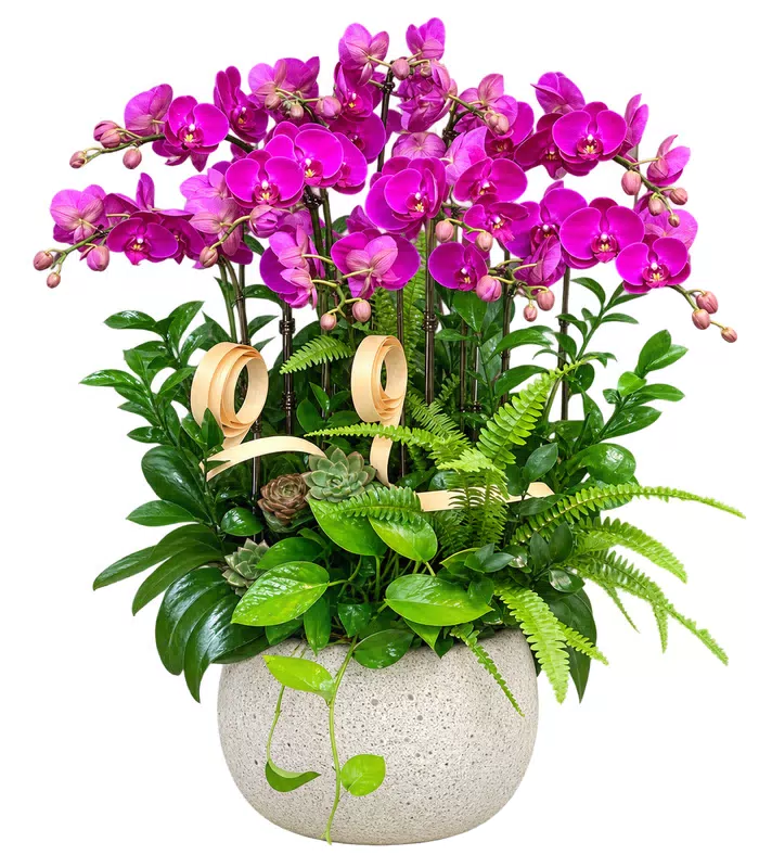Lan hồ điệp tím hồng, sen đá