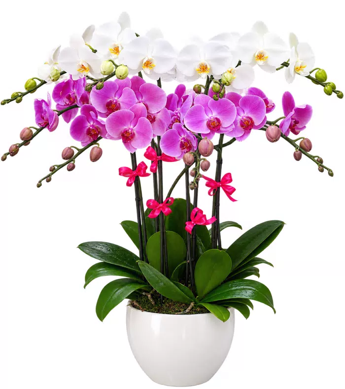 Lan hồ điệp trắng hồng tím, hoa trắng tầng trên