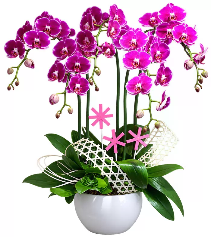 Lan hồ điệp tím viền trắng, cành hoa tỏa ngang