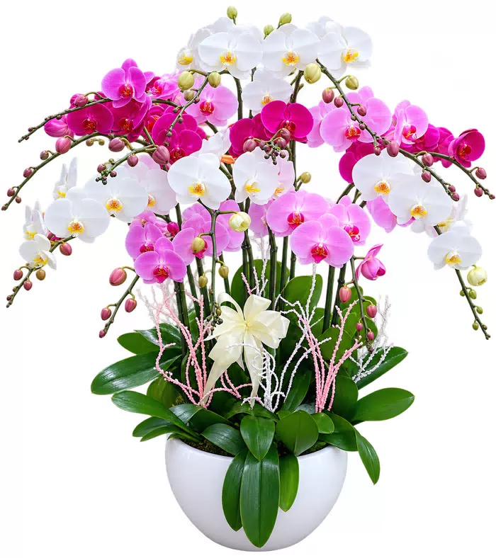 Lan hồ điệp trắng hồng tím, lá xanh và chậu trắng