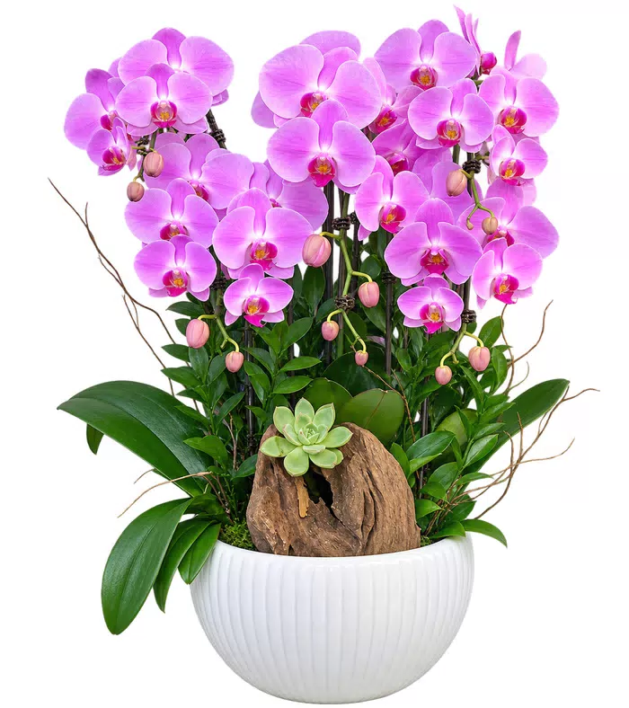 Lan hồ điệp tím hồng, sen đá và chậu trắng
