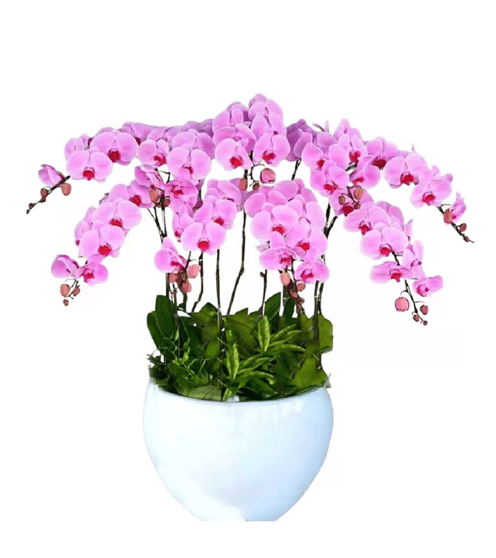 Lan hồ điệp hồng phấn, phần gốc phủ lá xanh dày
