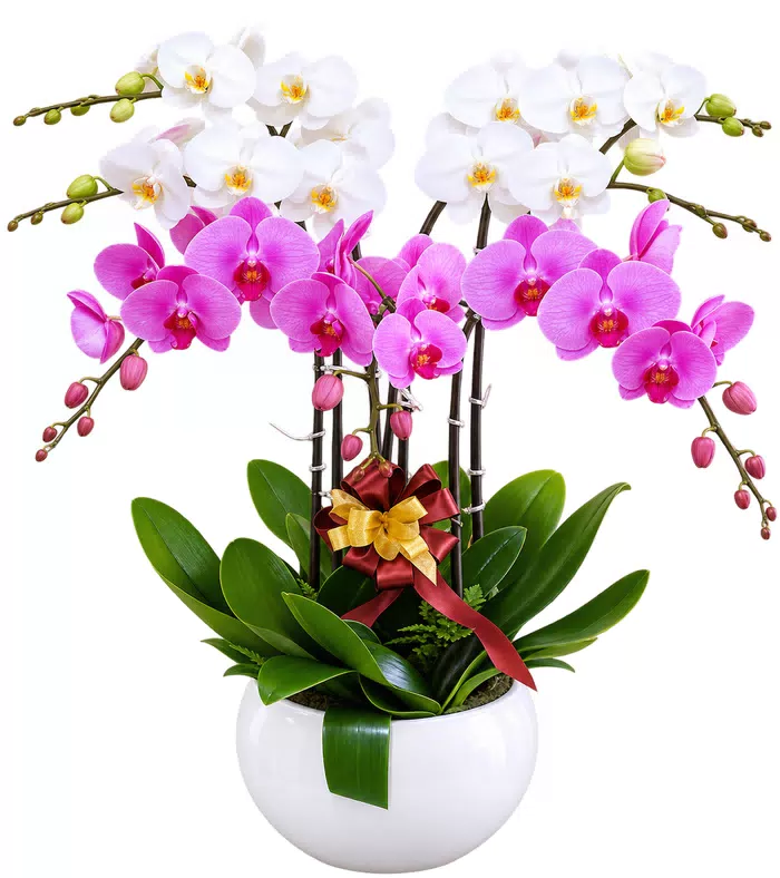 Lan hồ điệp trắng tím, lá xanh và nơ đỏ vàng