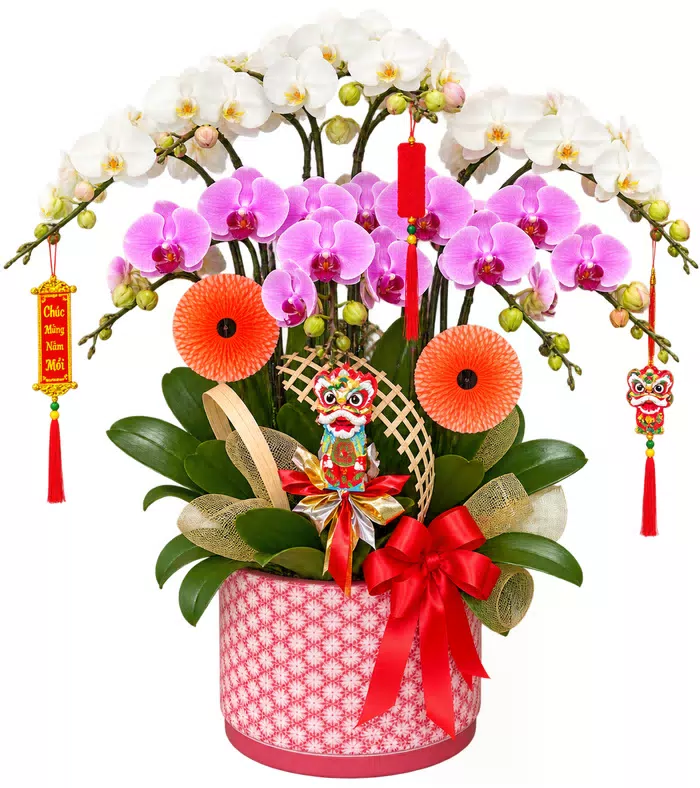 Lan hồ điệp trắng hồng, hoa xếp tầng
