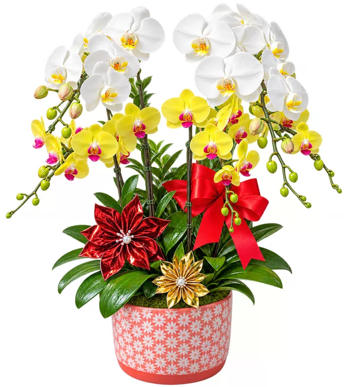 Lan hồ điệp trắng vàng, lá xanh và chậu hoa văn hồng