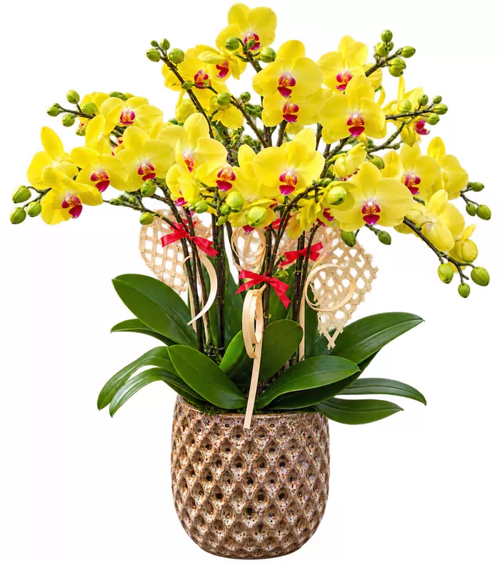 Lan hồ điệp vàng, lá xanh
