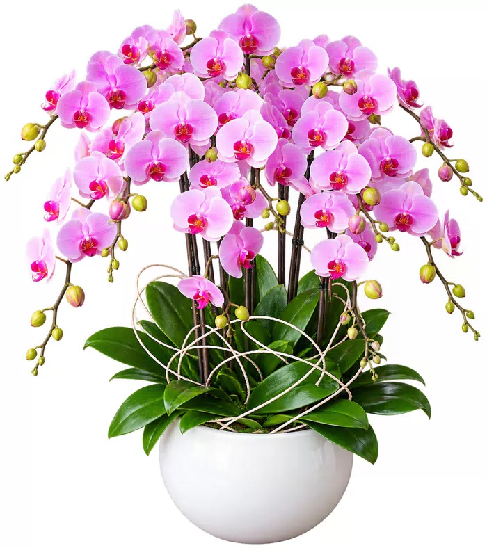 Lan hồ điệp hồng tím, chậu trắng