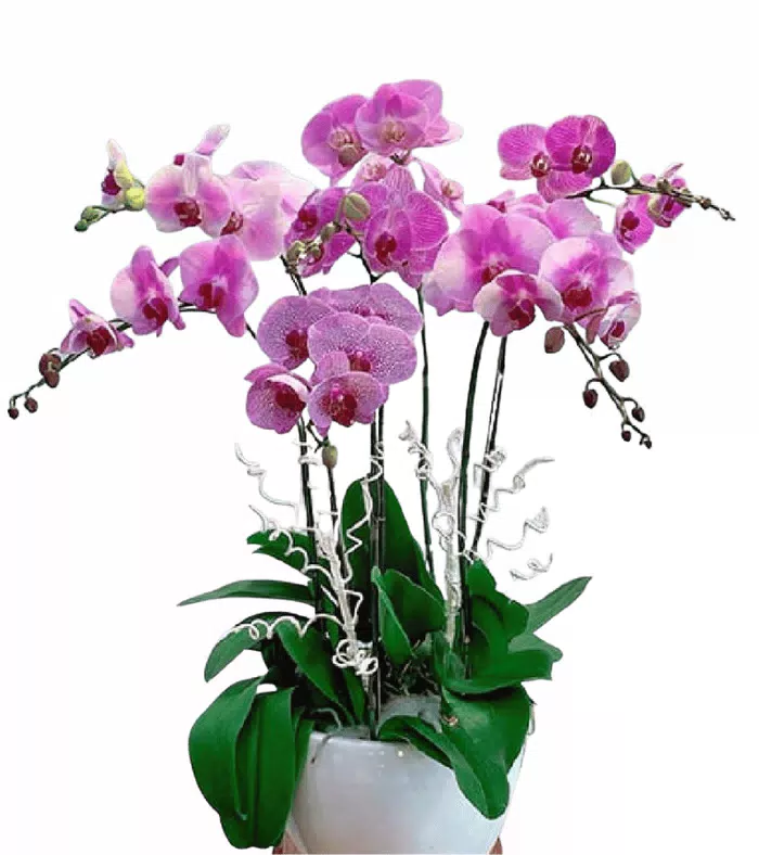 Lan hồ điệp hồng tím nhiều sắc độ