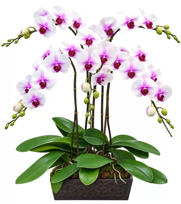 Lan hồ điệp trắng tâm tím, cành hoa uốn rủ
