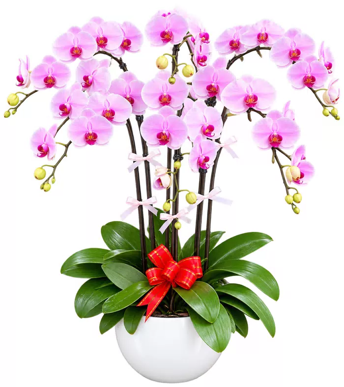 Lan hồ điệp hồng trắng, chậu trắng và nơ đỏ