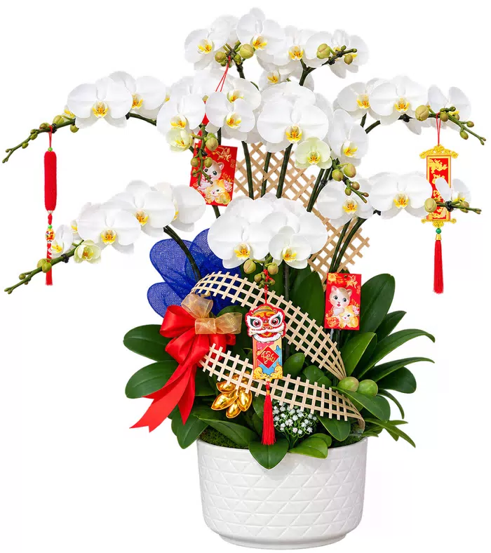 Lan hồ điệp trắng, dây đỏ vàng và chậu trắng