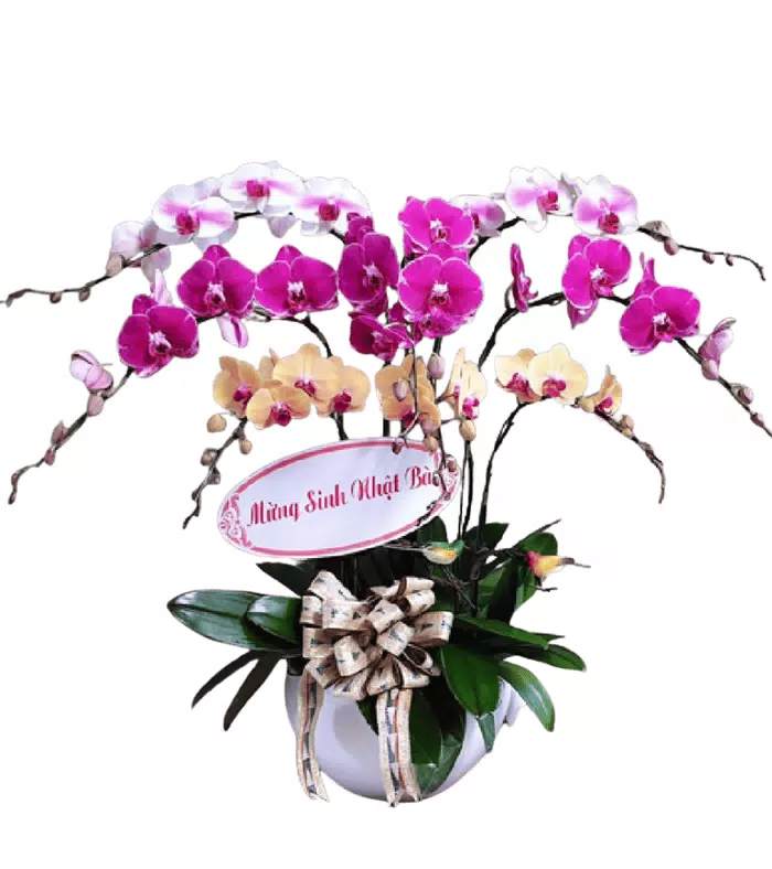 Lan hồ điệp phối tím hồng