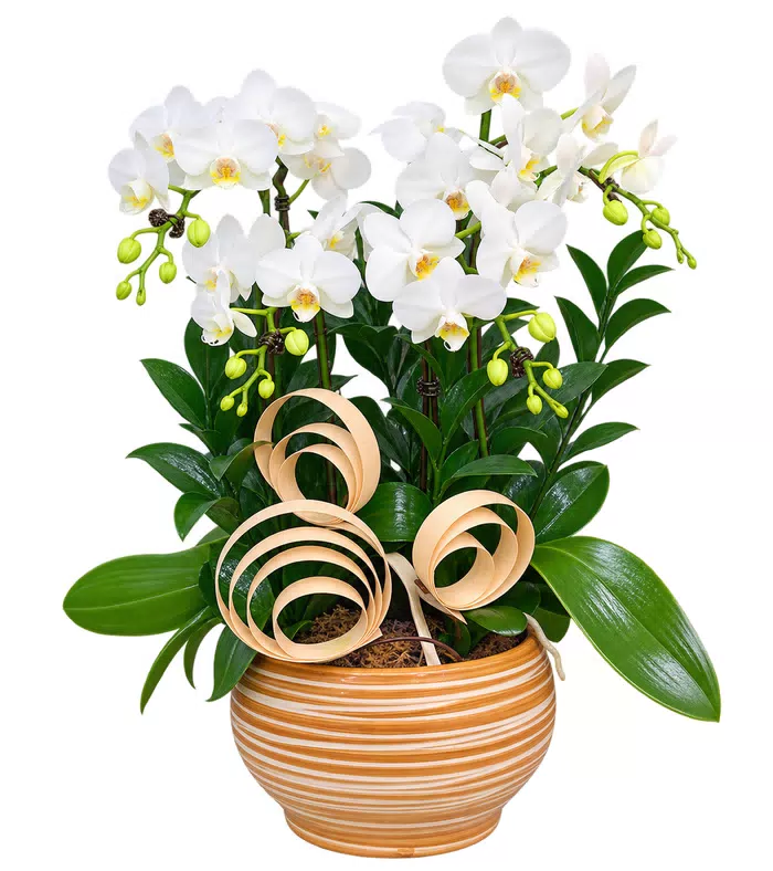 Lan hồ điệp trắng, lá xanh