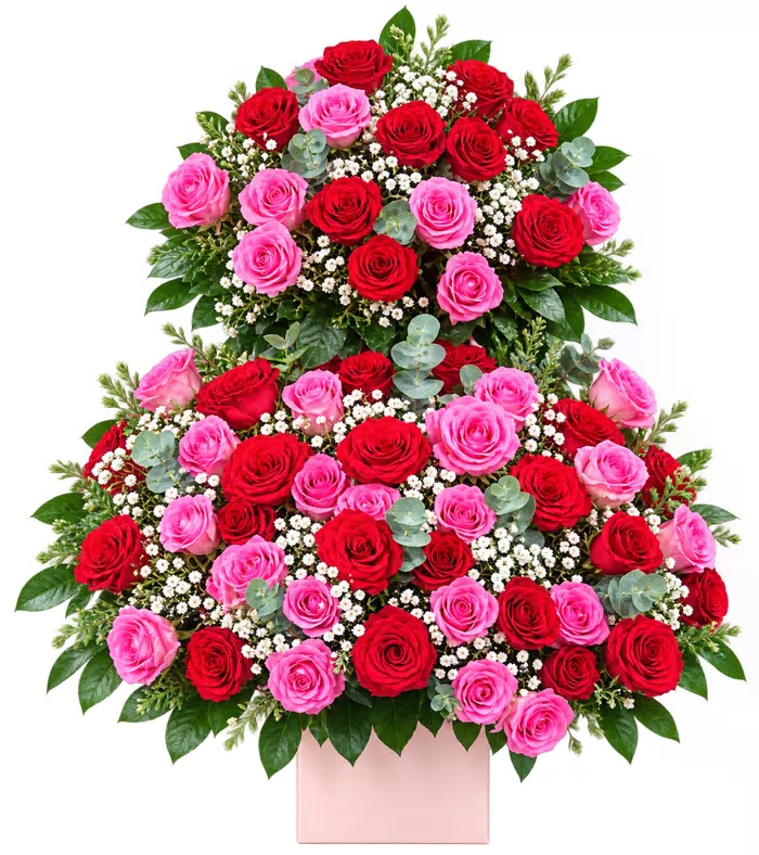 Hộp hồng đỏ hồng đậm tầng