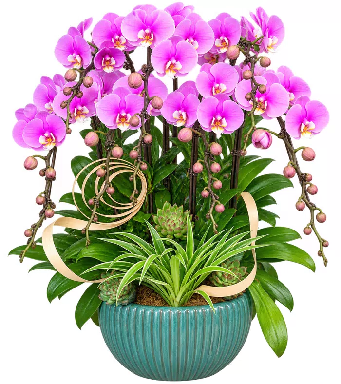 Lan hồ điệp tím hồng, phụ kiện cong và chậu xanh