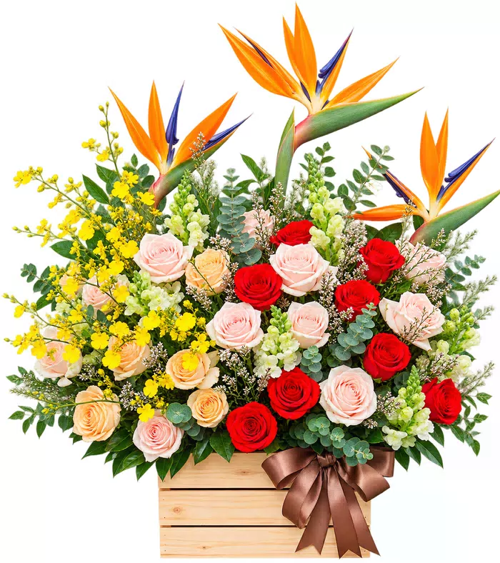 Hộp hồng đỏ phấn thiên điểu