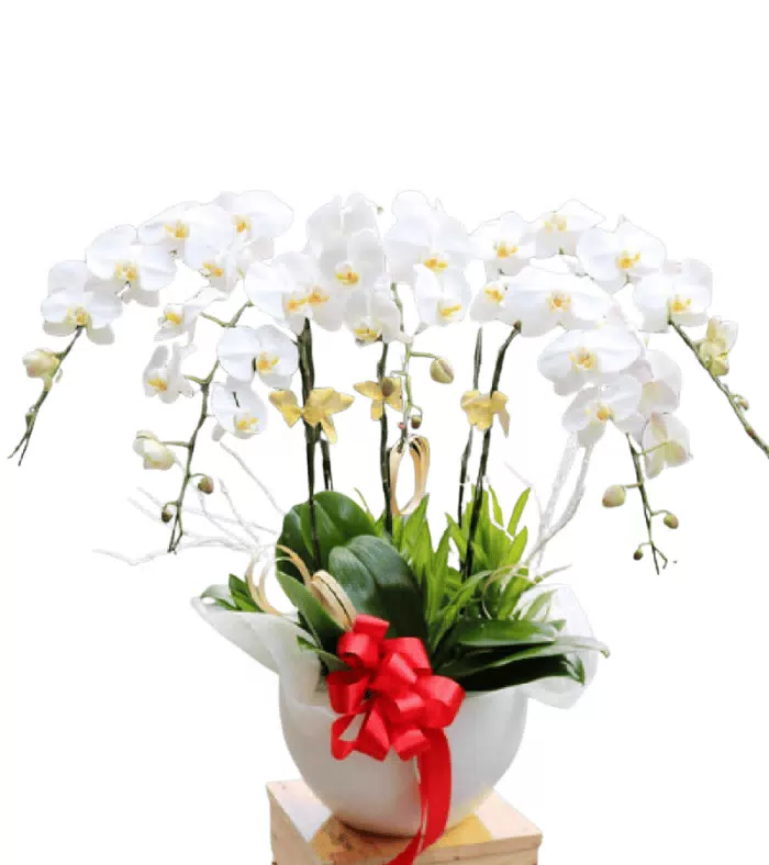 Lan hồ điệp trắng, lá xanh