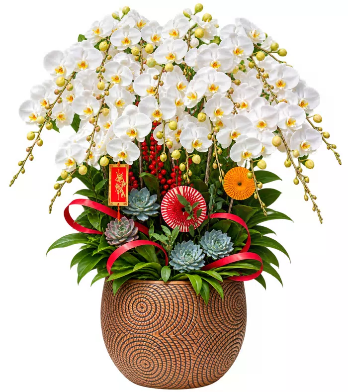 Lan hồ điệp trắng, sen đá