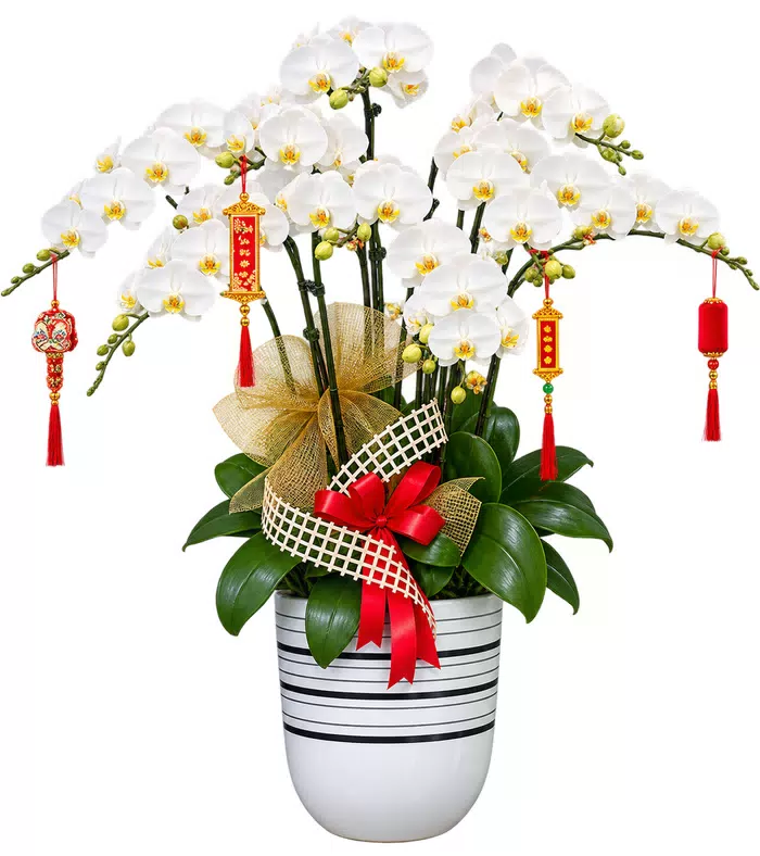 Lan hồ điệp trắng, hoa tỏa ngang