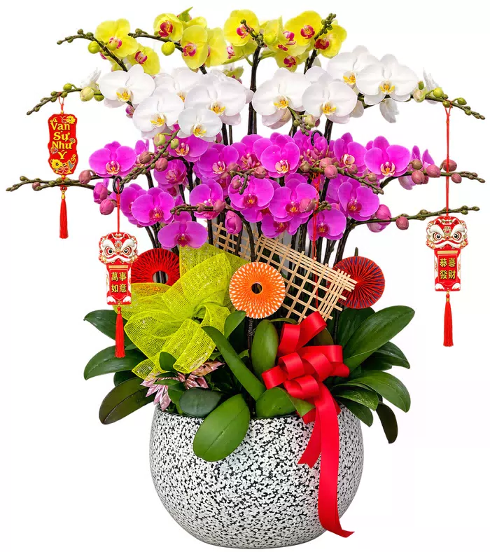Lan hồ điệp vàng trắng tím, phụ kiện đỏ và nơ đỏ