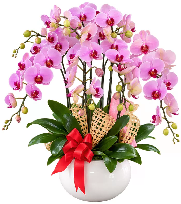 Lan hồ điệp hồng nhạt