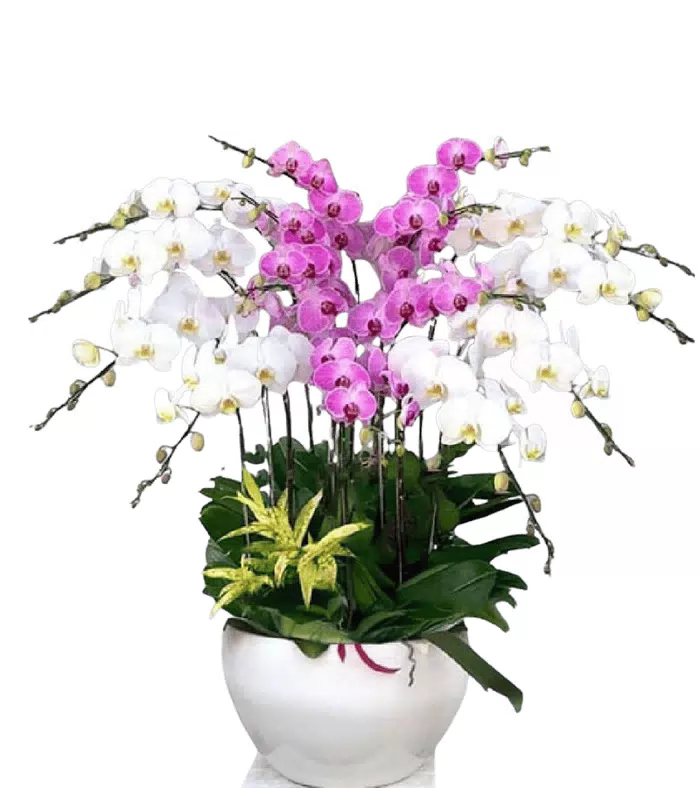 Lan hồ điệp trắng phối hồng tím, nhiều cành tỏa rộng