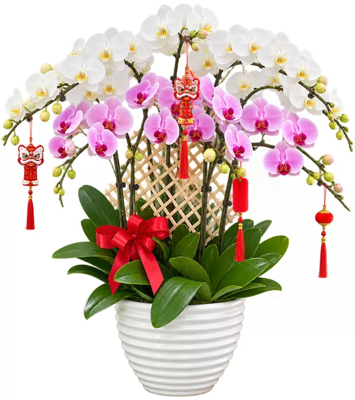 Lan hồ điệp trắng hồng, giấy lưới và nơ đỏ