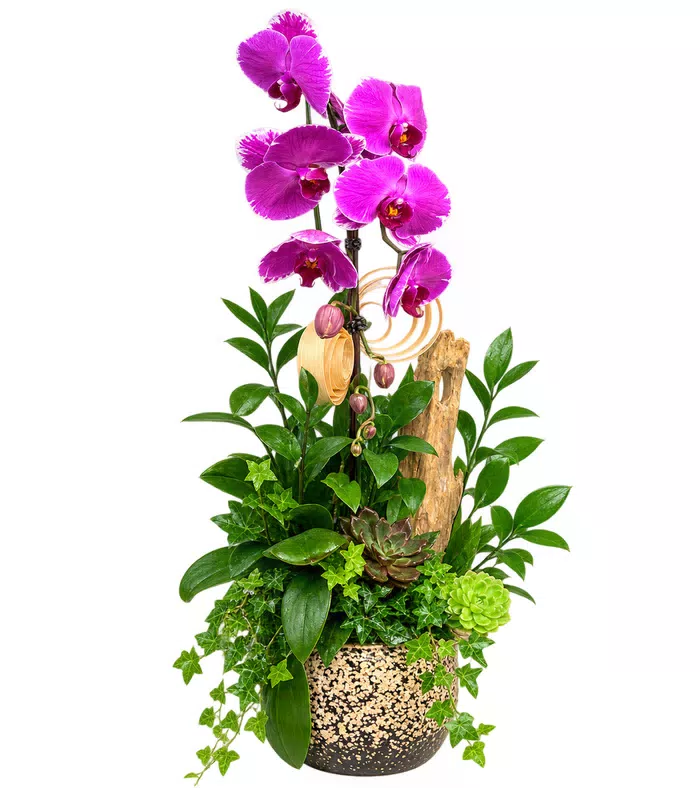 Lan hồ điệp tím đậm, cành hoa cao thấp
