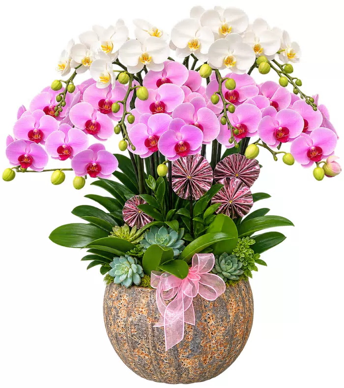 Lan hồ điệp trắng hồng, chậu nâu và nơ hồng