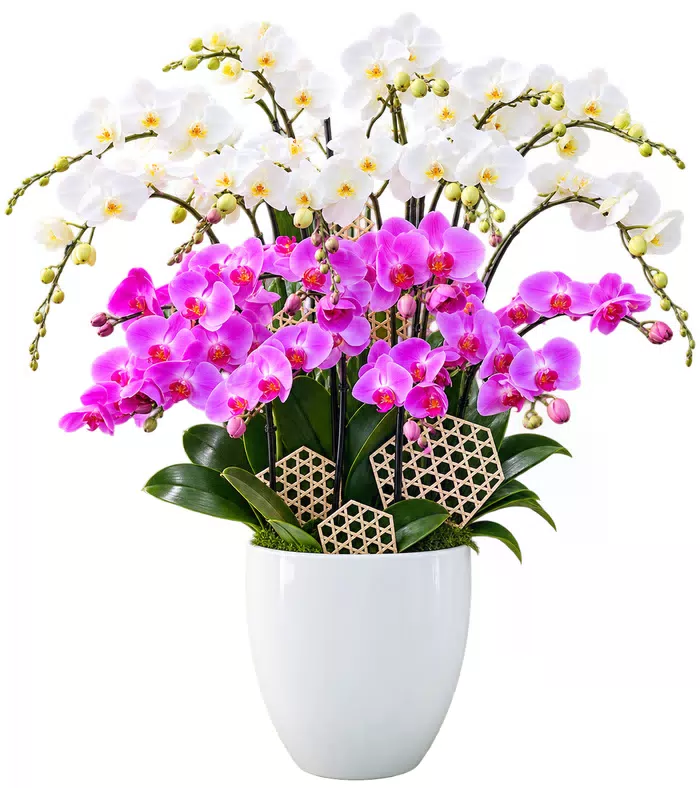 Lan hồ điệp trắng tím, lá xanh