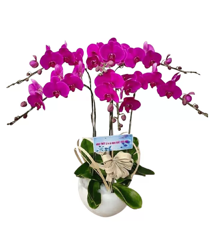 Lan hồ điệp tím hồng khoảng ba cành chính uốn