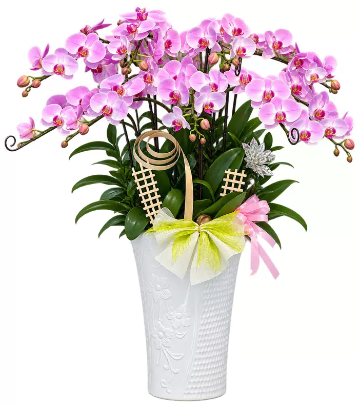 Lan hồ điệp hồng tím nhạt, phụ kiện lưới