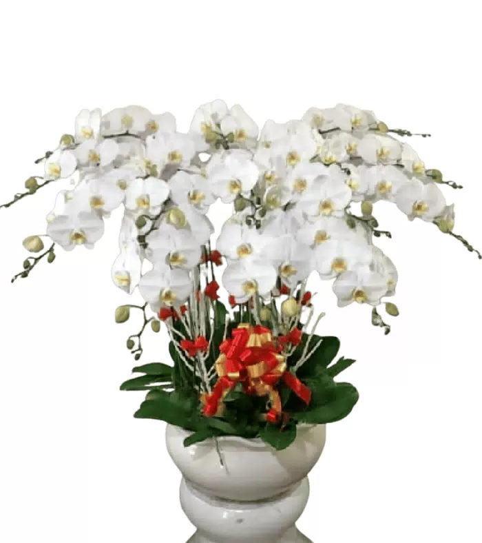 Lan hồ điệp trắng