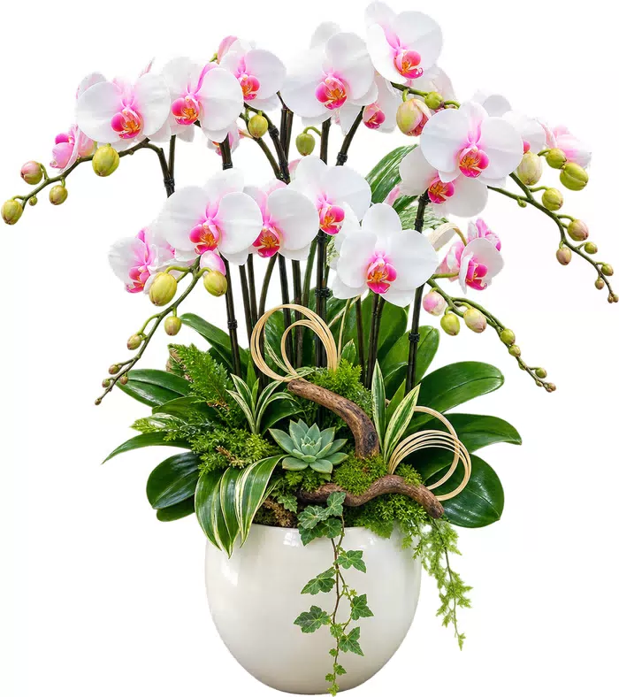 Lan hồ điệp trắng tâm hồng, cây lá rủ và chậu trắng