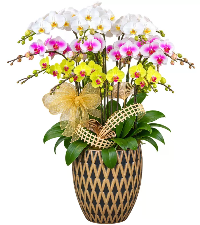 Lan hồ điệp trắng hồng vàng