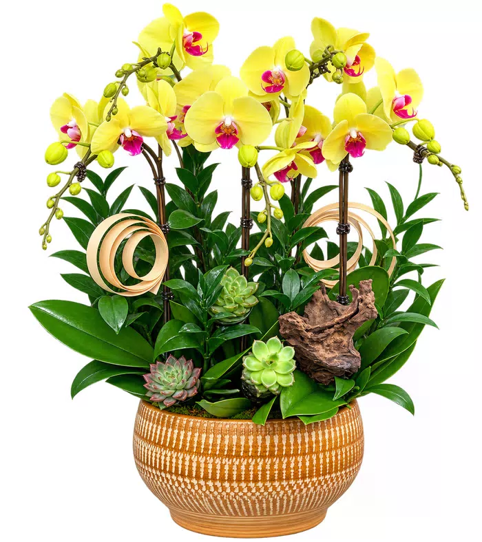 Lan hồ điệp vàng, cây lá xanh và giỏ đan