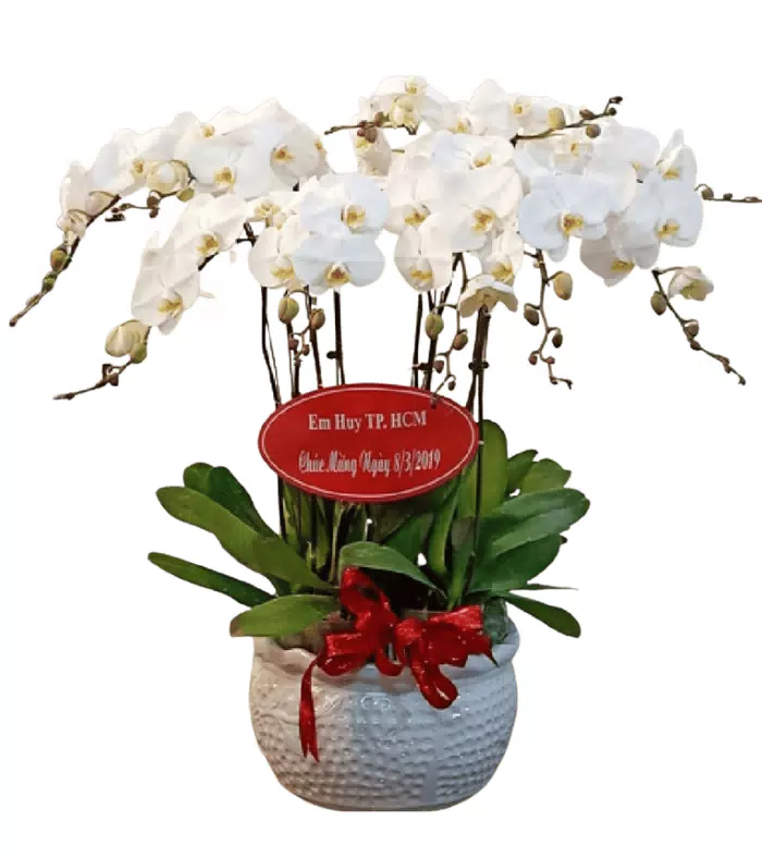 Lan hồ điệp trắng, bảng chúc mừng đỏ và nơ đỏ