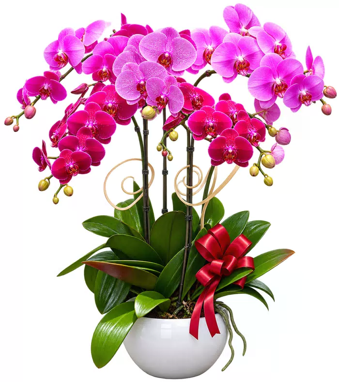 Lan hồ điệp tím hồng, lá xanh và nơ đỏ